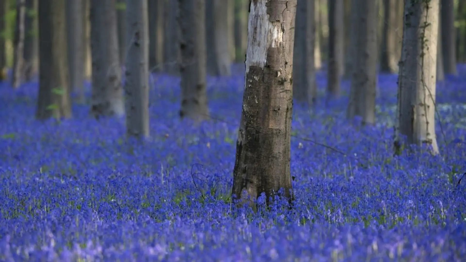 Forêt de hêtres bleutée, illustration de la sobriété énergétique portée par Blue Fox Industry